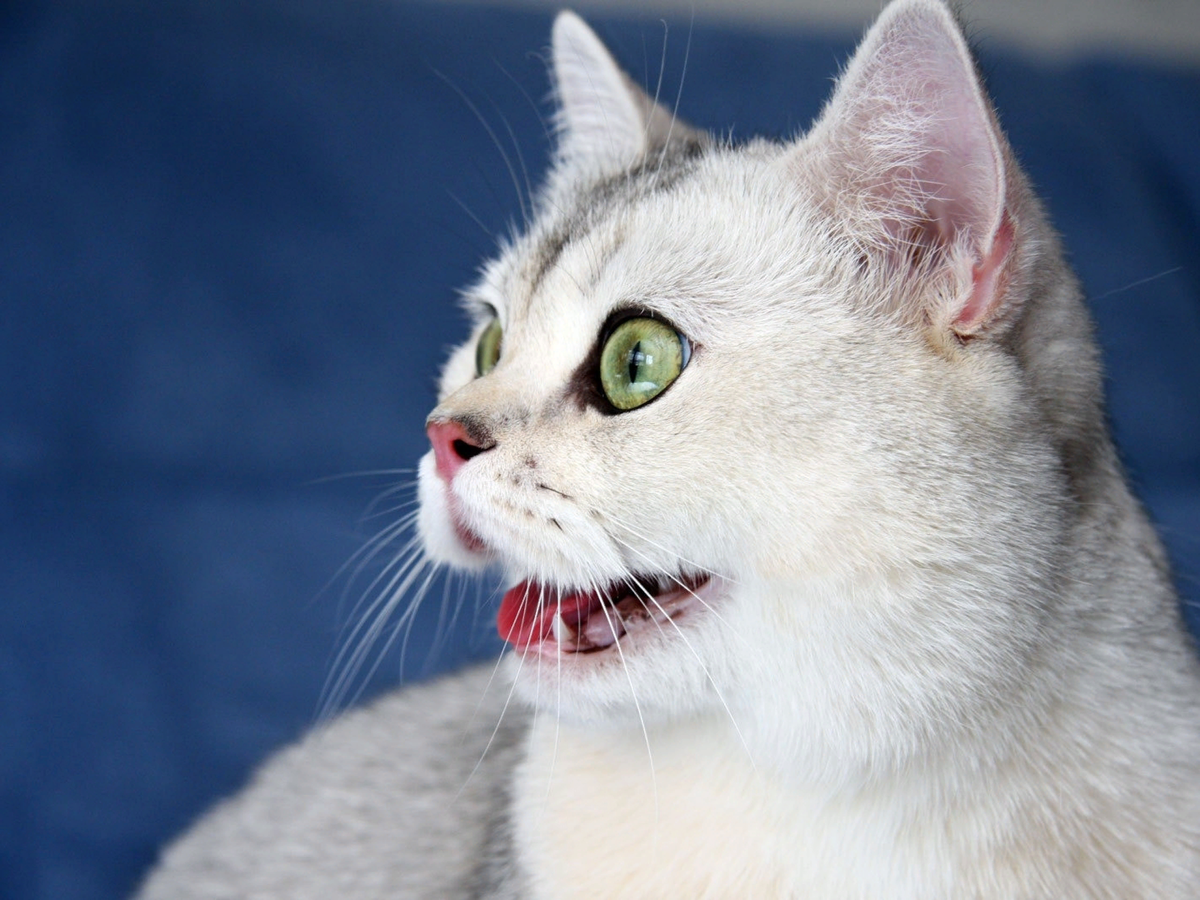 🐱Почему кошка часто дышит, открыв рот: норма или патология | Нос, хвост,  лапы | Дзен
