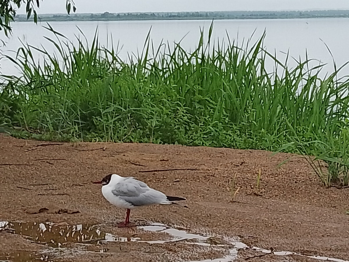 Совсем не боится) 