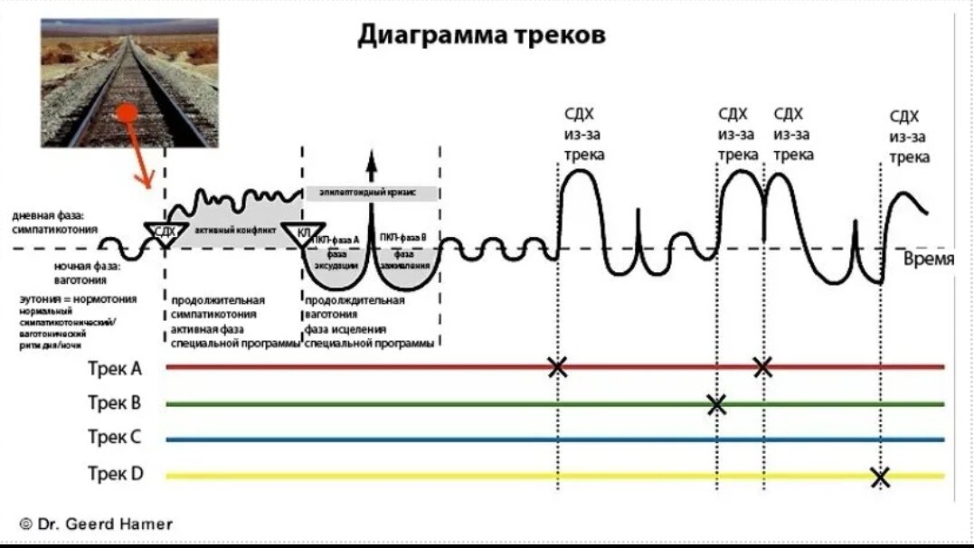 Новая германская медицина. Новая Германская медицина Хаммер таблица 5 биологических законов. Пять биологических законов доктора Хаммера таблица. Доктор Хаммер 5 биологических законов. Новая Германская медицина доктора Хаммера таблицы.