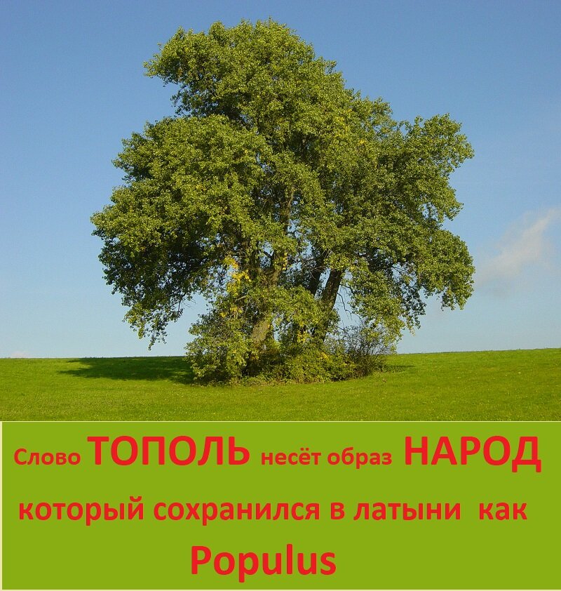 Слово ТОПОЛЬ изначально несло образ НАРОД, который и сохранился в латыни  как Populus  