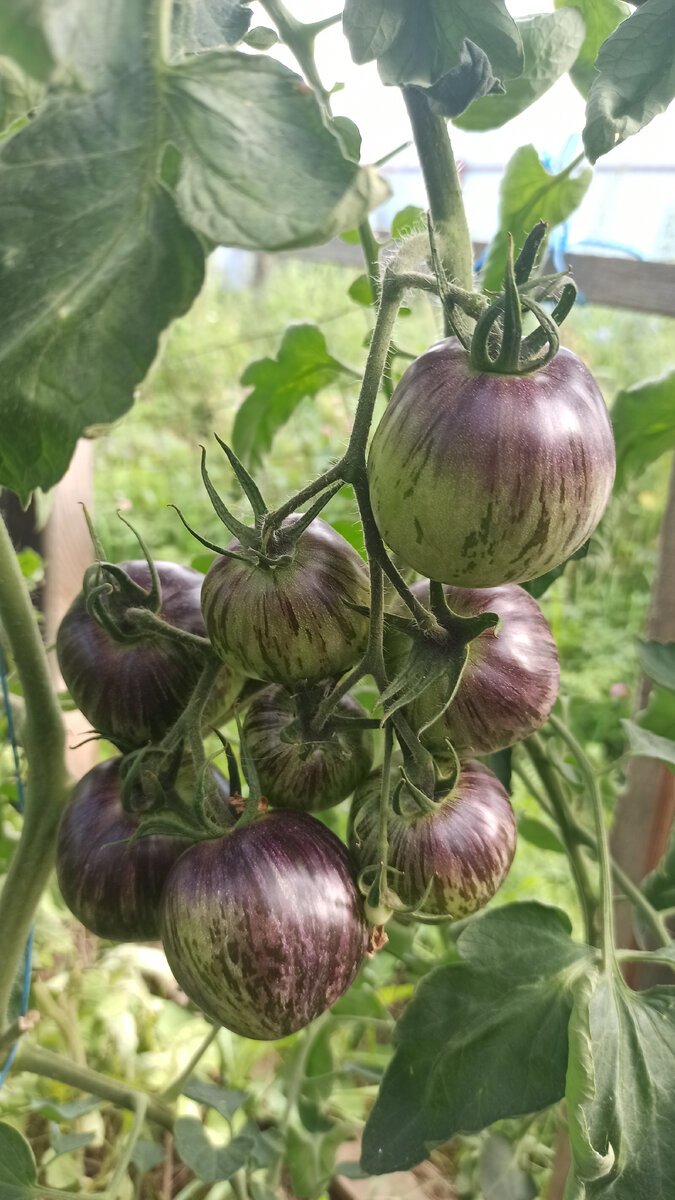 Как будто и не помидор совсем, а фрукты какие-то