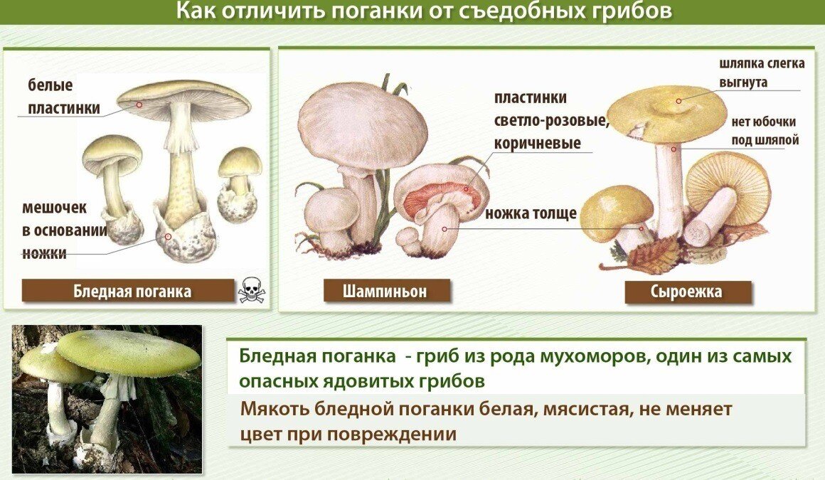 Съедобные грибы: фото, названия и описание, какие виды грибов в лесу являются съедобными