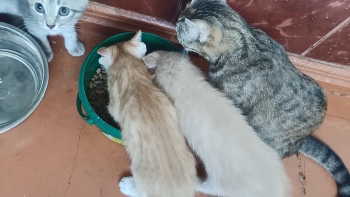 слева стальная поилка для воды, а миска для еды у этих котиков только одна, зато большая