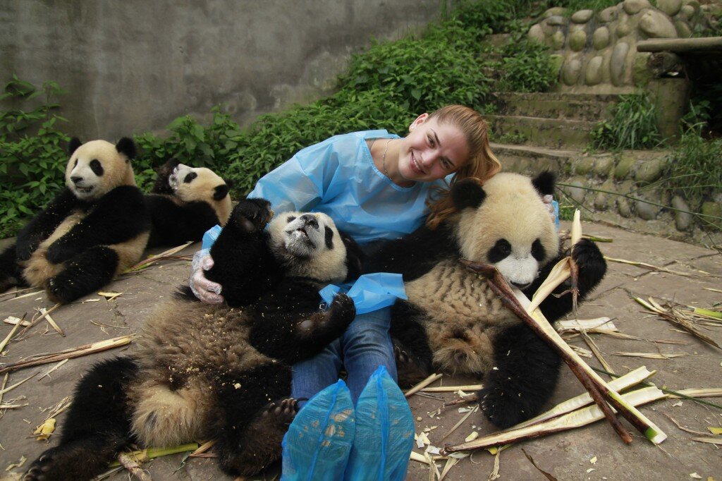 Включи где панда. Заповедник панд в Чэнду. Заповедник панд в Китае. Чэнду Китай панды заповедник. Чэнду зоопарк панд.