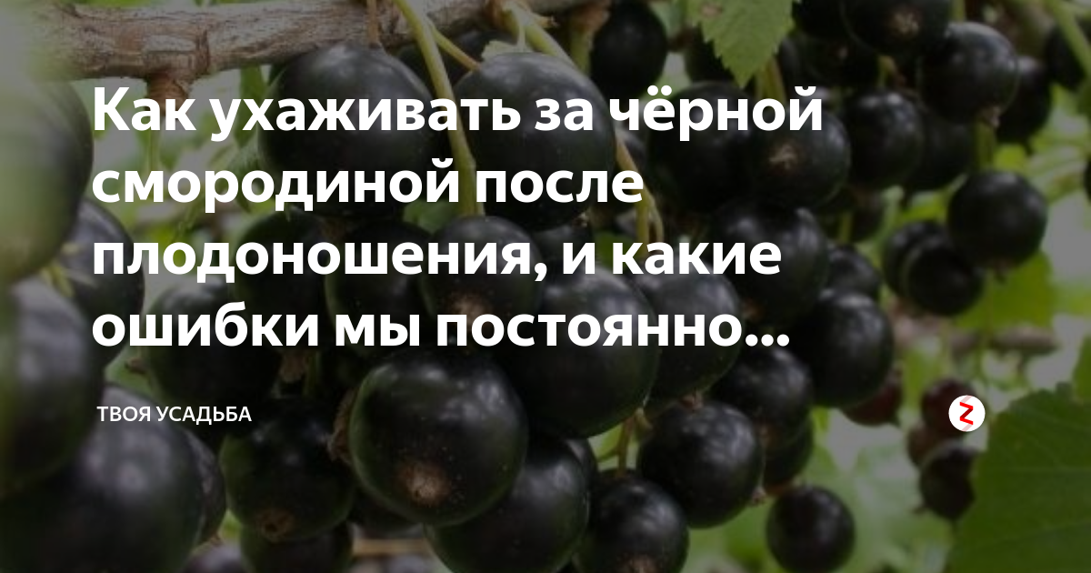 Чем подкормить черную смородину после плодоношения. Уход за смородиной после плодоношения.