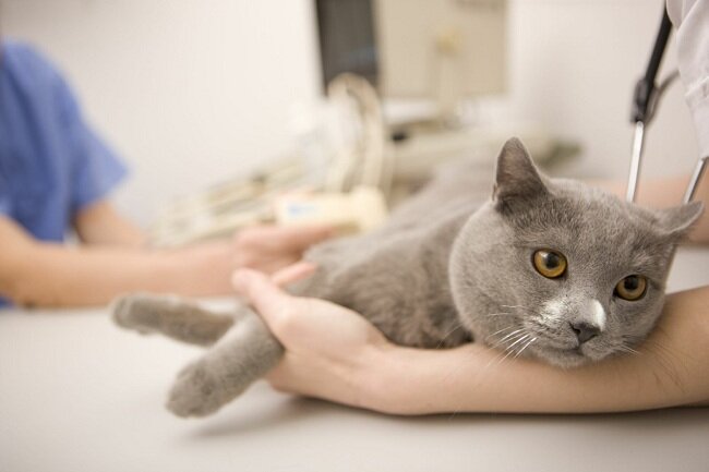 Лечение домашних кошек и котов подручными средствами в домашних условиях |  Котофейкин | Дзен