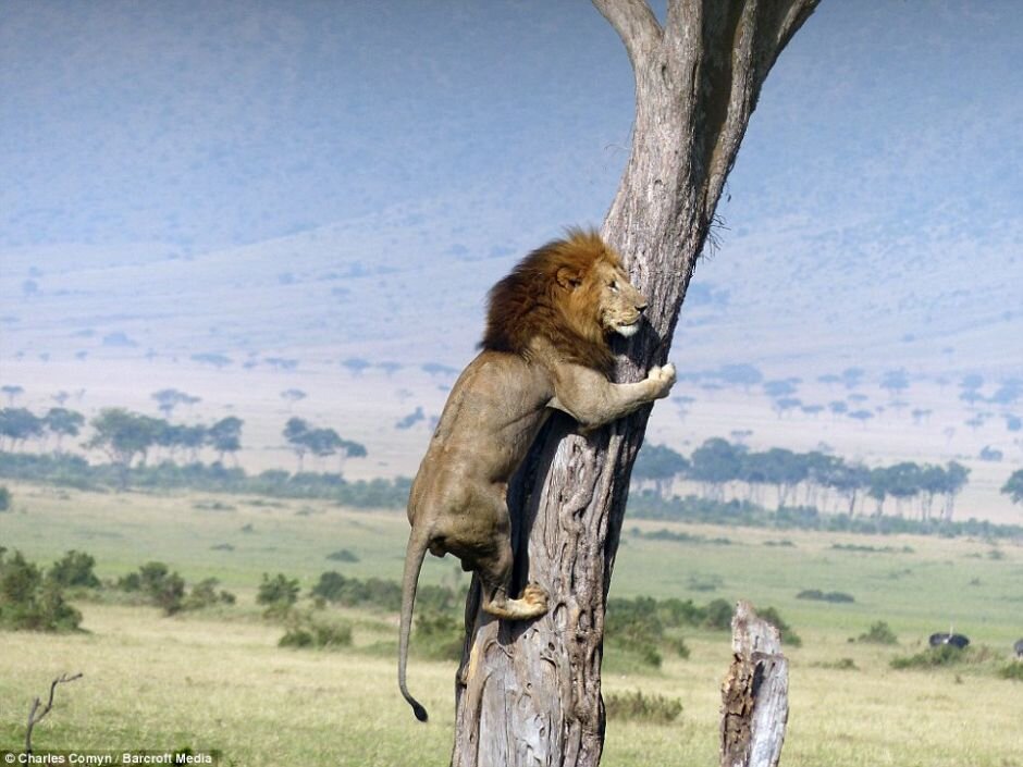 Даже в дикой природе случаются исключения из правил. Лев, царь всех зверей вместо того, чтобы лакомиться обедом чуть сам им не стал. Стадо буйволов вынудили льва залезть на дерево спасаясь от них.-2