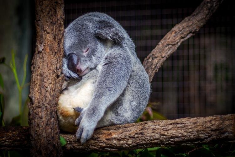 Организм любит жир. Очень любит.      Фотосток https://unsplash.com