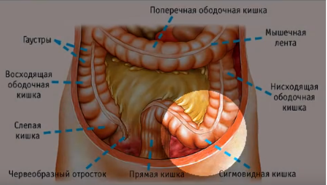 Нисходящая кишка где находится фото