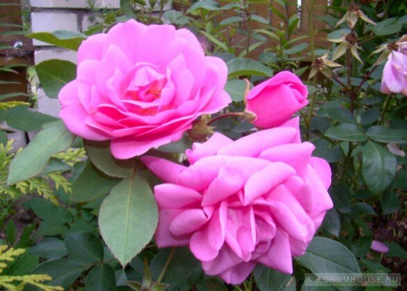 Укрытие роз в средней полосе | Блог интернет-магазина Подворье