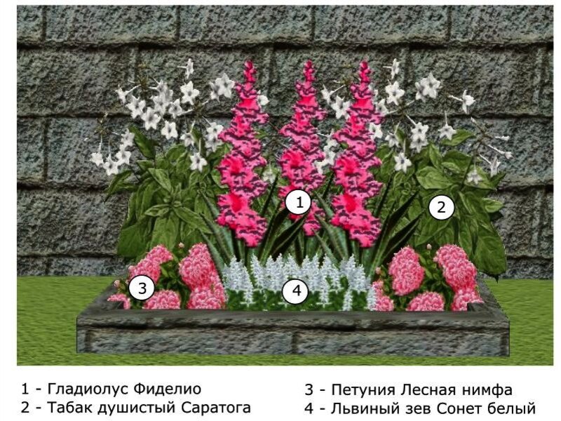 Схема посадки гладиолусов на клумбе