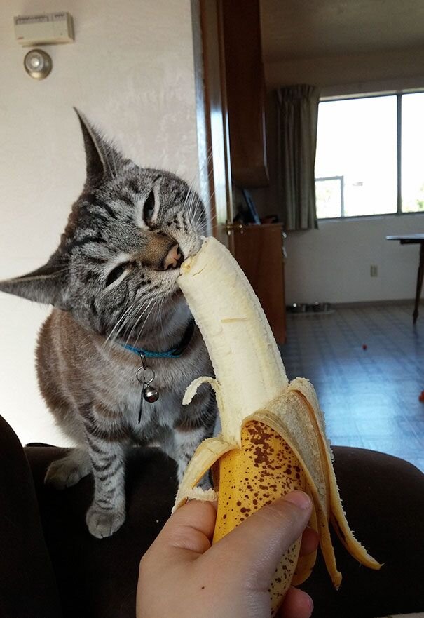 Бананы кошкам тоже нельзя, там содержится много сахара и крахмала.