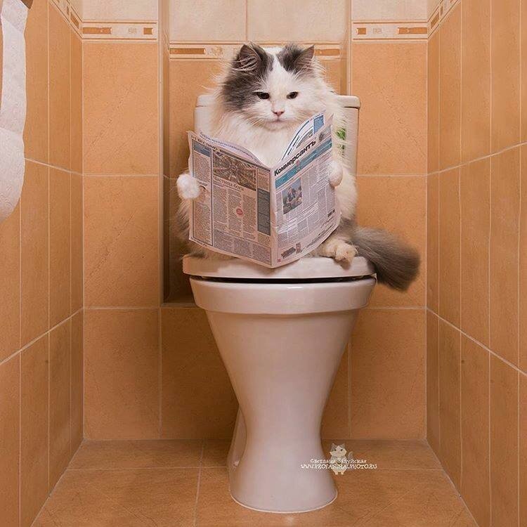 Картинка кот на унитазе