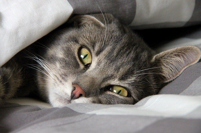 Один из самых важных вопросов, который встает при появлении в доме нового питомца, это приучение к лотку. 