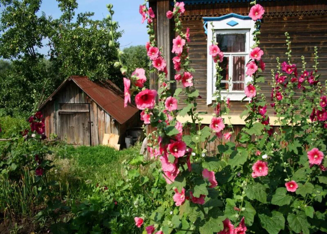 Бабушкины цветы в саду фото и названия