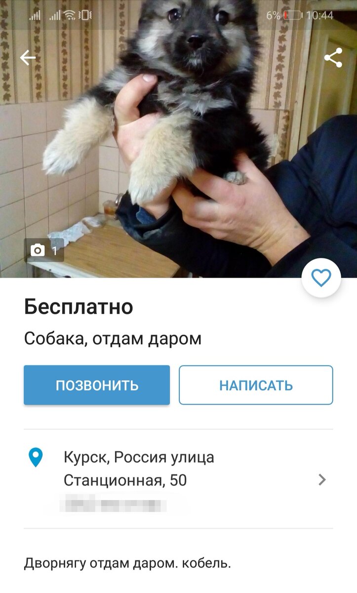 принтер прикол. отдам даром собаку. объявления приму в дар. авито приколы объявления. прикольные объявления на авито.