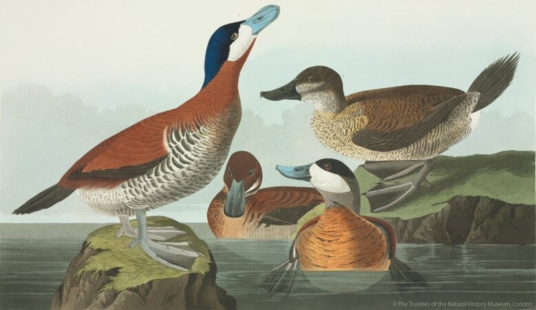 twitter.com/NHM_London