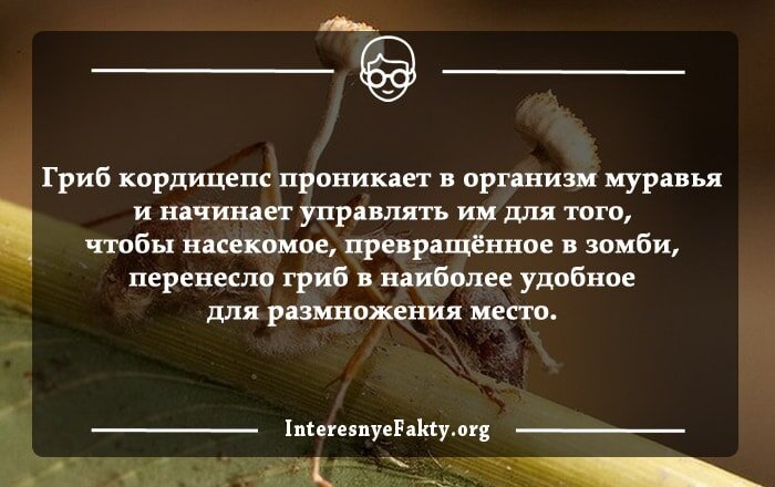 Неокрашенная «Кока-кола» имеет зеленый цвет.