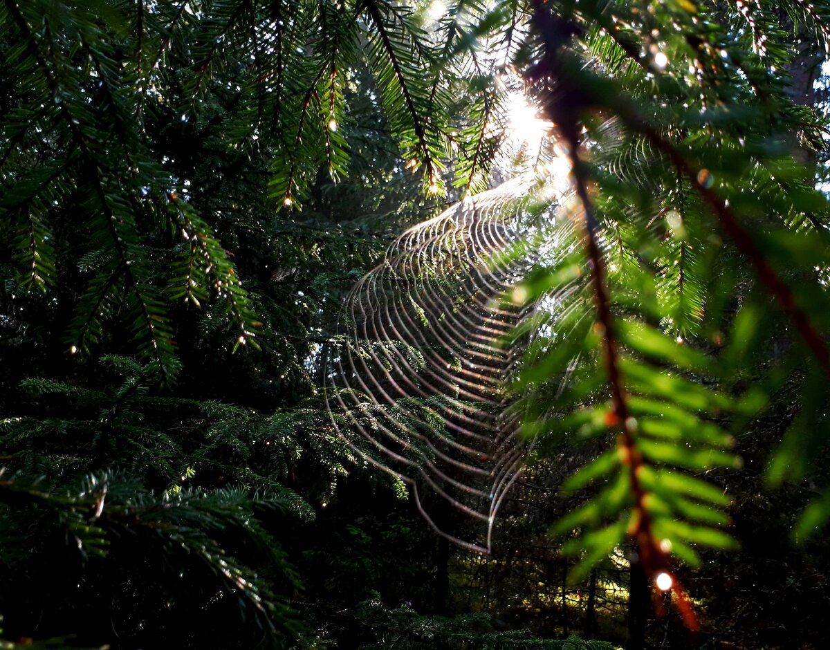 Лес рисует живописные картины — тут есть, где разгуляться фантазии. Фото сделано в заповеднике Завидово (Тверская область)