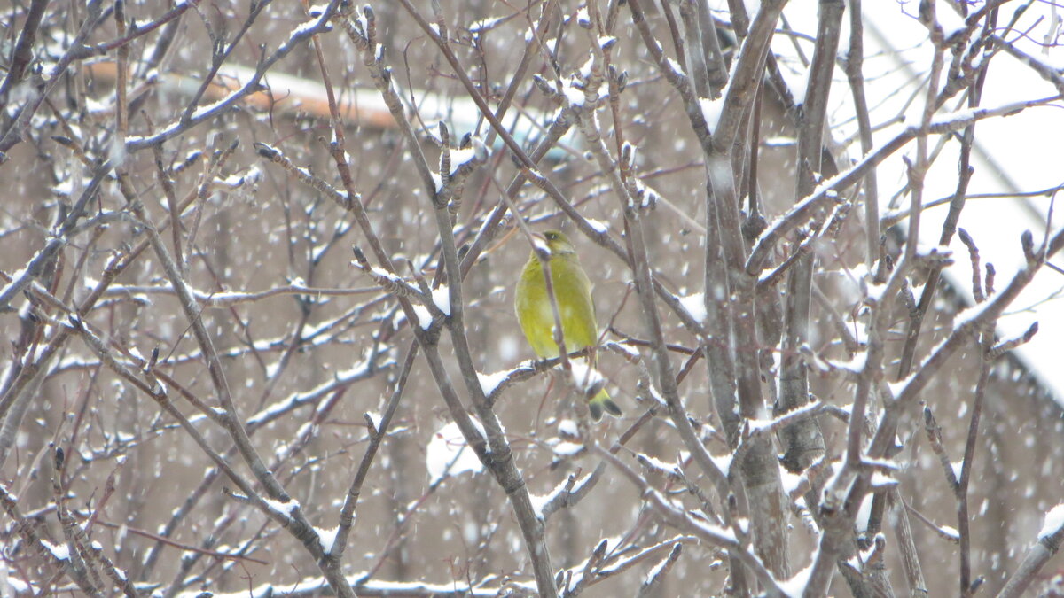 3еленушка в кустах