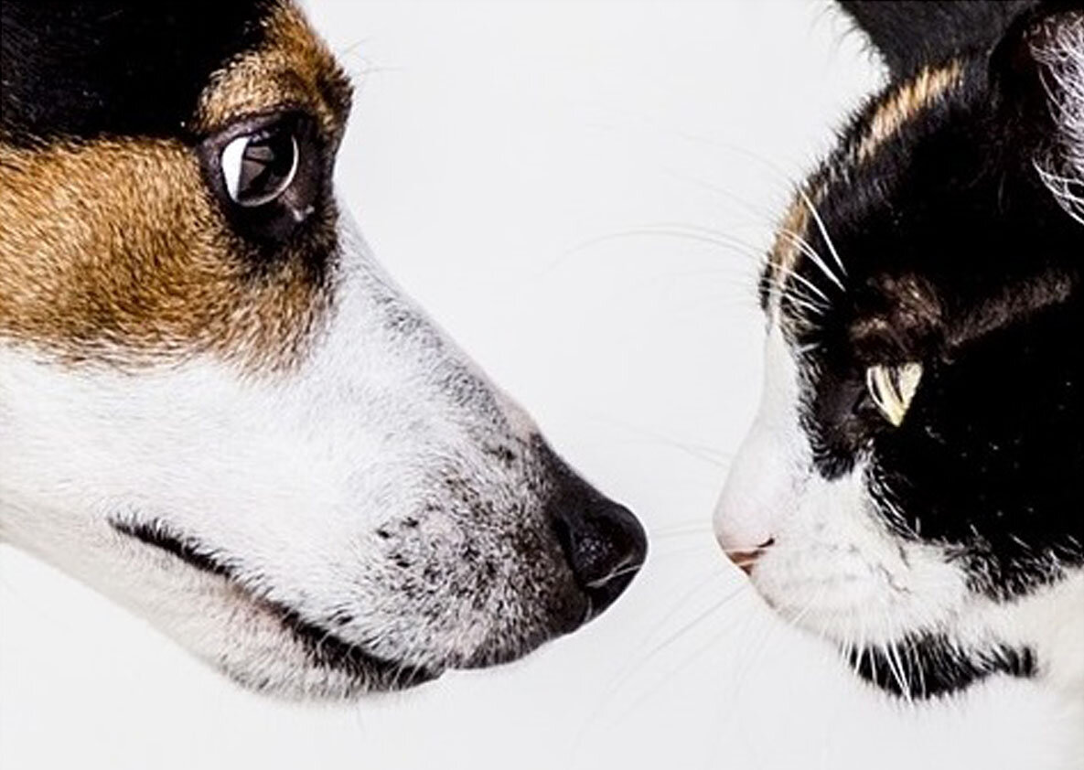 Собака и кошка (фото Pixabay.com)