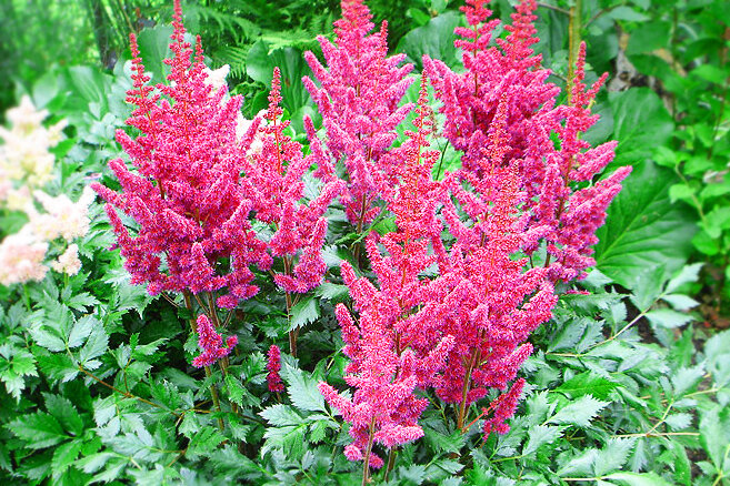 Астильба сорта Вижн ин Ред