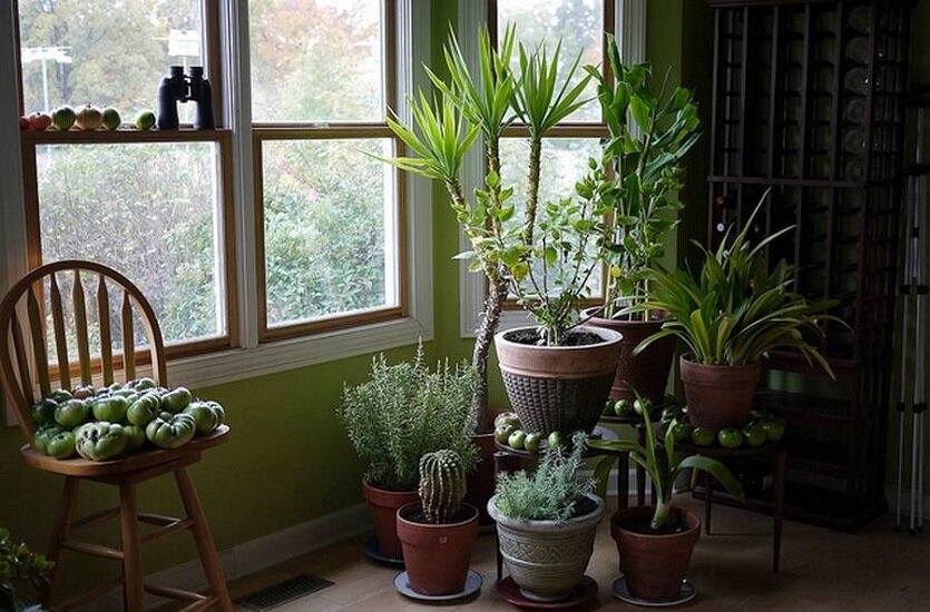 5 тропических комнатных растений, которые практически не требуют ухода
