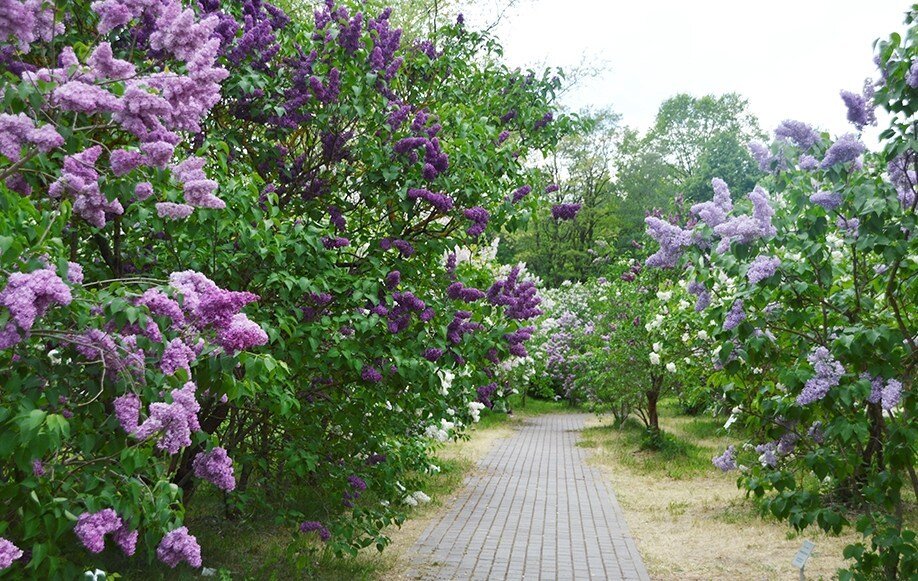 Сиреневая аллея картинки