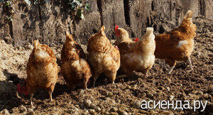 Вполне допустимо использовать куриный помет и в качестве удобрения для огурцов. Многие огородники побаиваются это делать по причине того, что огурцы крайне чувствительны к содержащимся в курином перегное мочевым кислотам. Тем не менее, если не превышать концентрации и не давать таких подкормок слишком часто, можно добиться очень неплохих результатов! 
