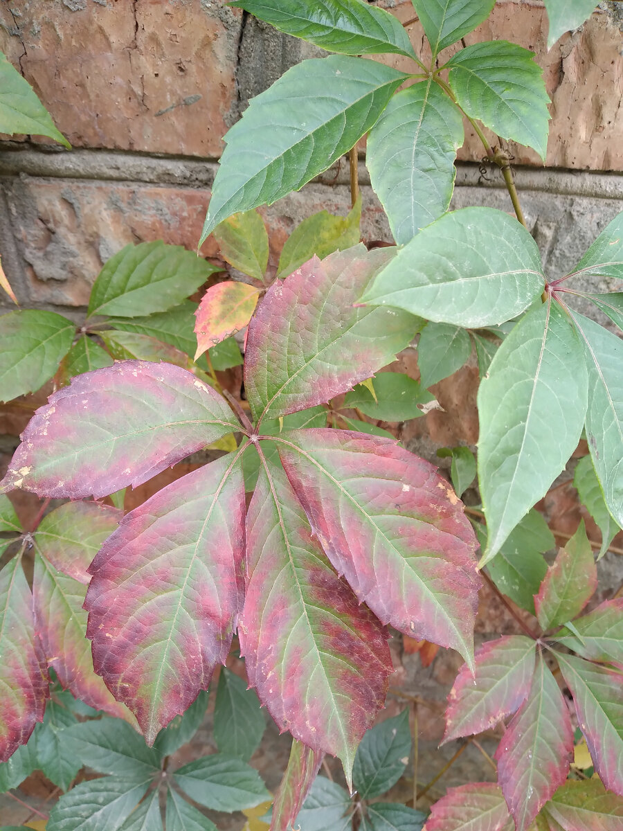 Вот такие краски уже появились