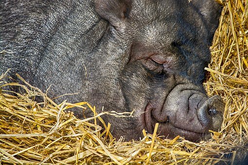 https://cdn.pixabay.com/photo/2017/08/08/15/53/pig-2611786__340.jpg