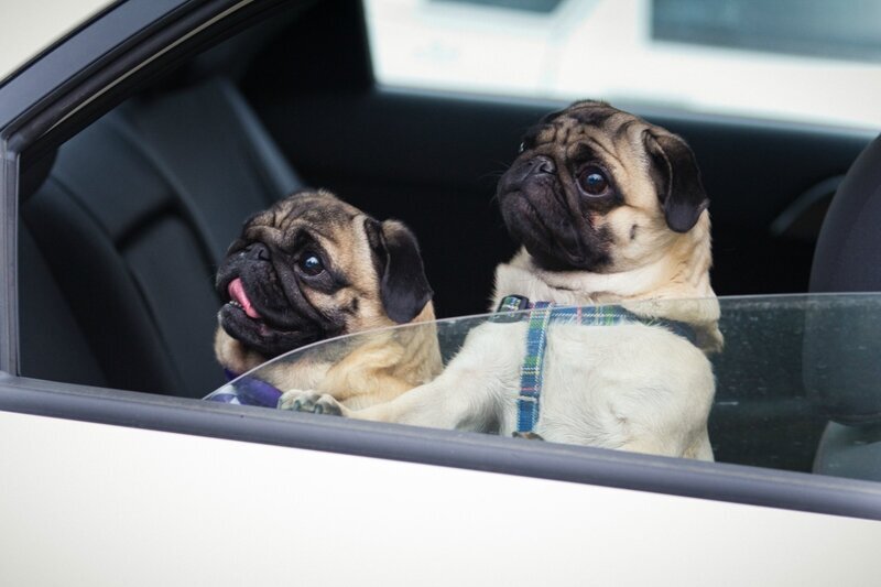 Фото: https://sobaka-ru.livejournal.com