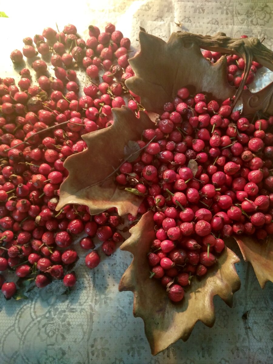 Шиповник сушится