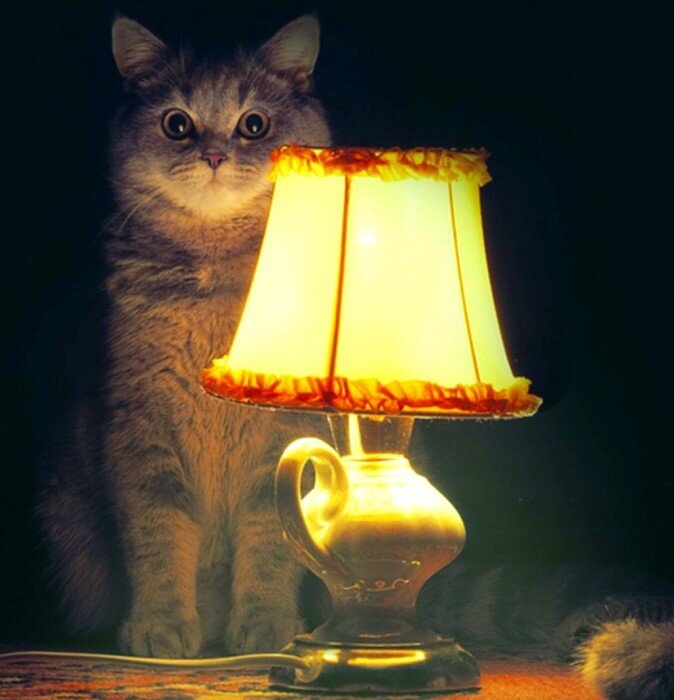 Кот с лампой :)