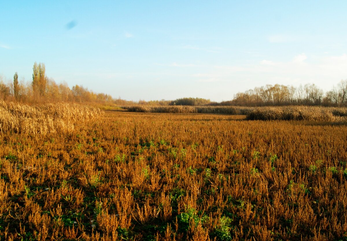 пересохший пруд