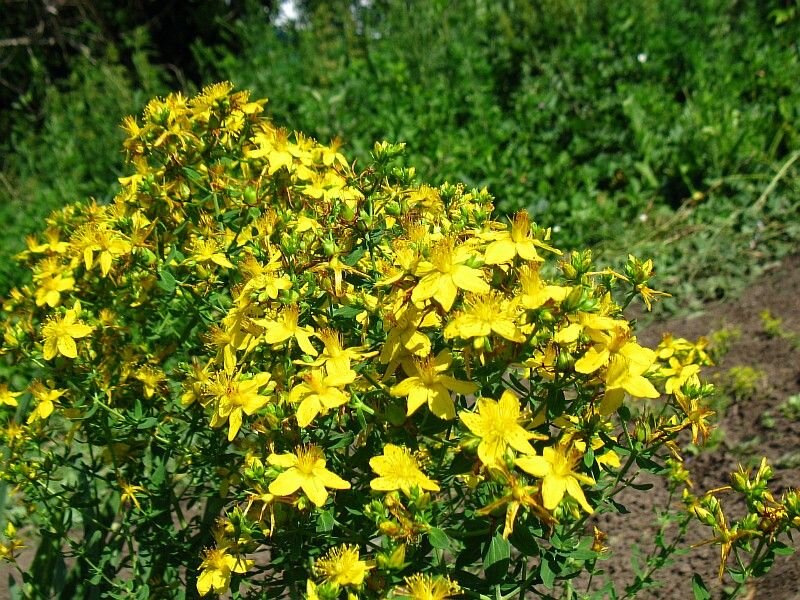 Зверобой луговой. Зверобой шероховатый. Зверобой обыкновенный hypericum perforatum. Зверобой полный. Зверобой мурманск.