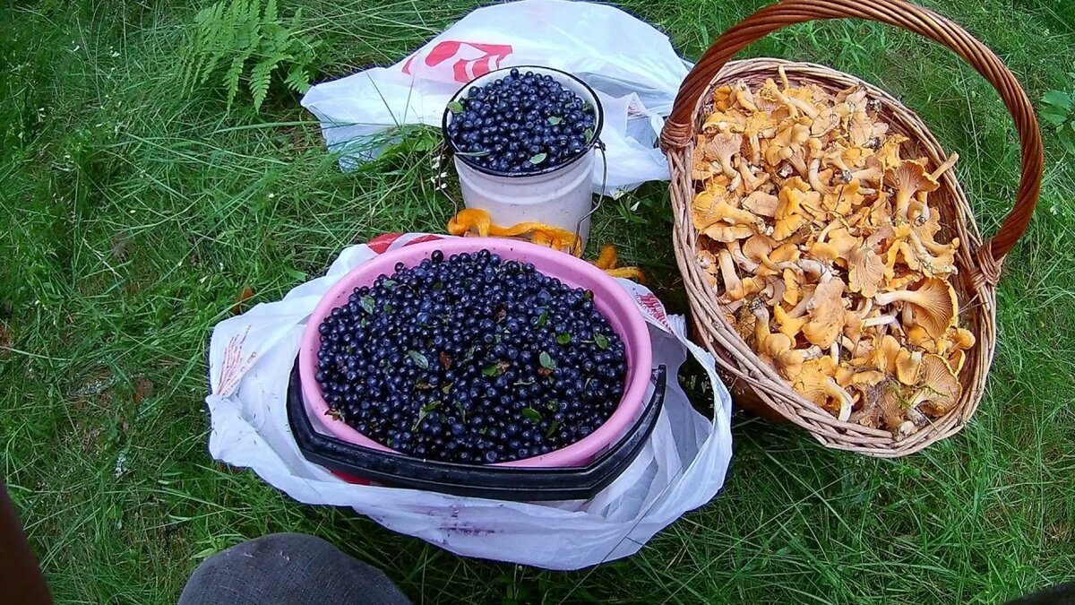Поход за грибами картинки
