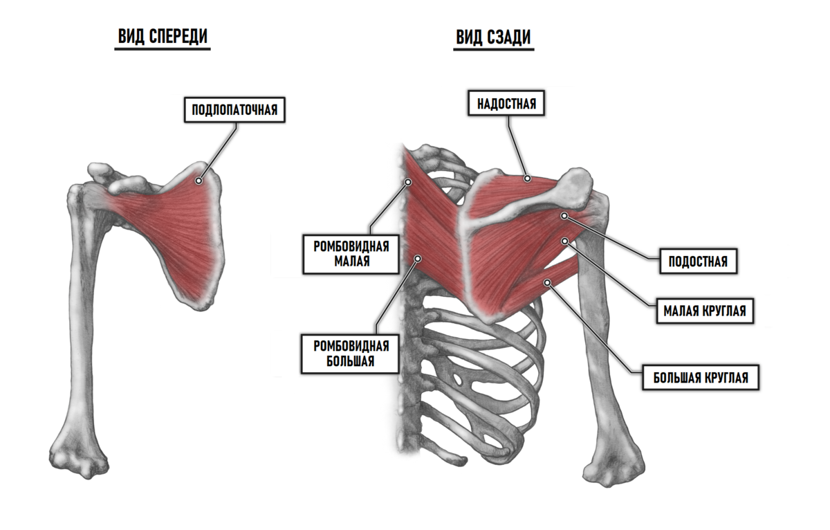 Анатомия плечевого пояса подробно о структуре мышц данной области
