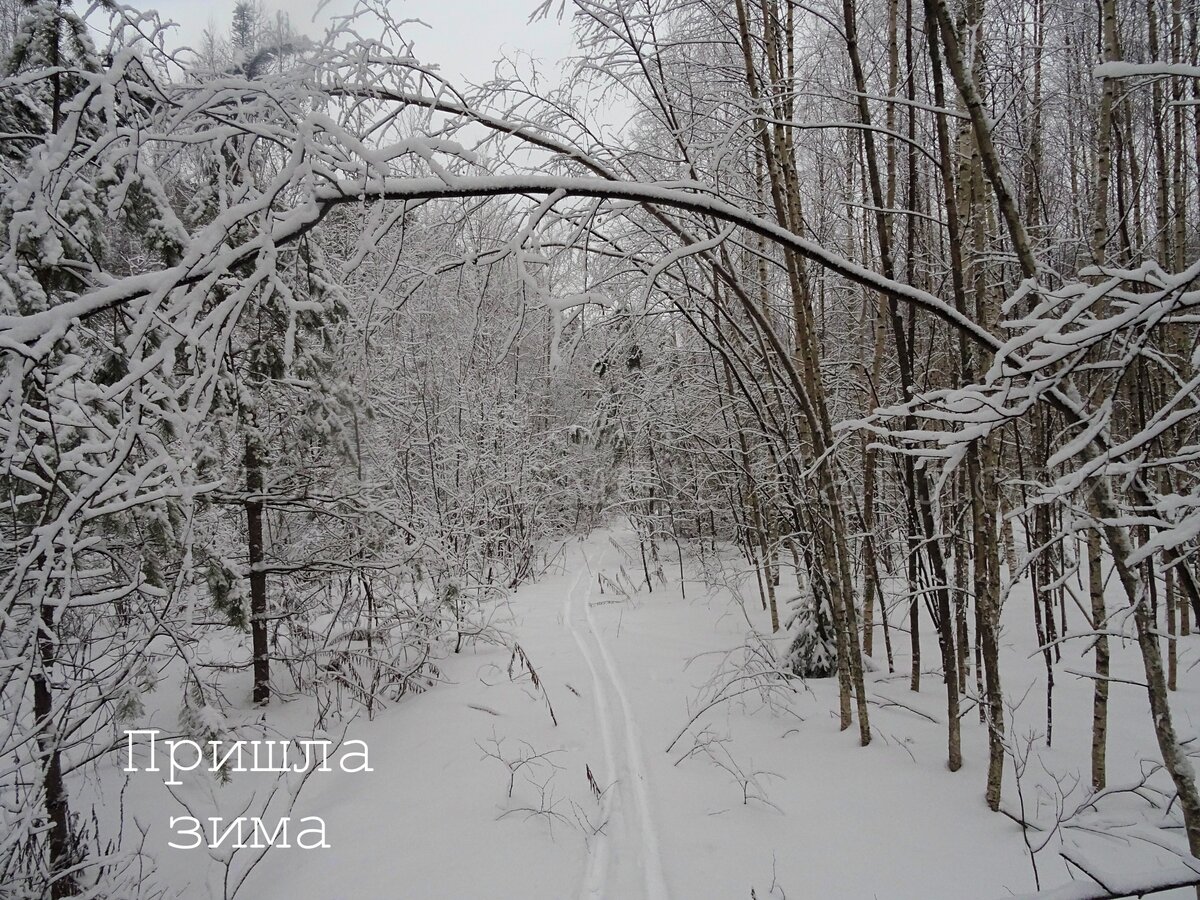 Муравьи, как зимуют | Природа, ПВД, походы, гитара | Дзен