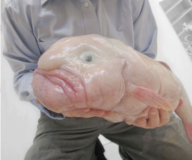 Картинка отражает название рыбы