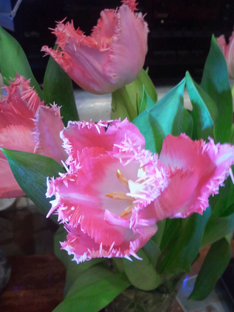 Экзотические воспоминания