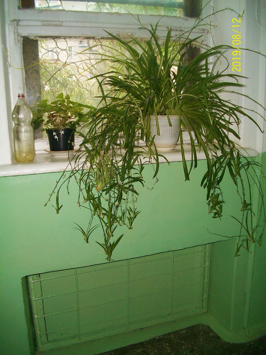 Красавец хлорофитум стоит при входе в подьезд.