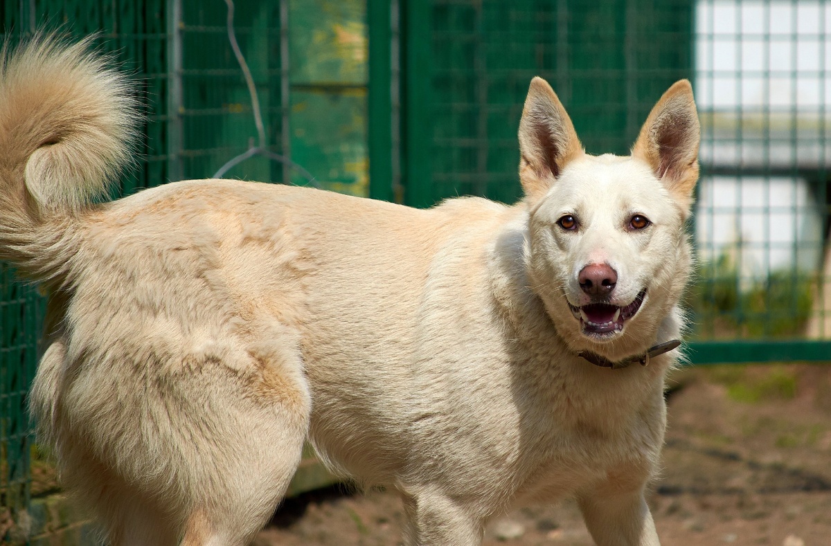Широ в приюте Солнцево
