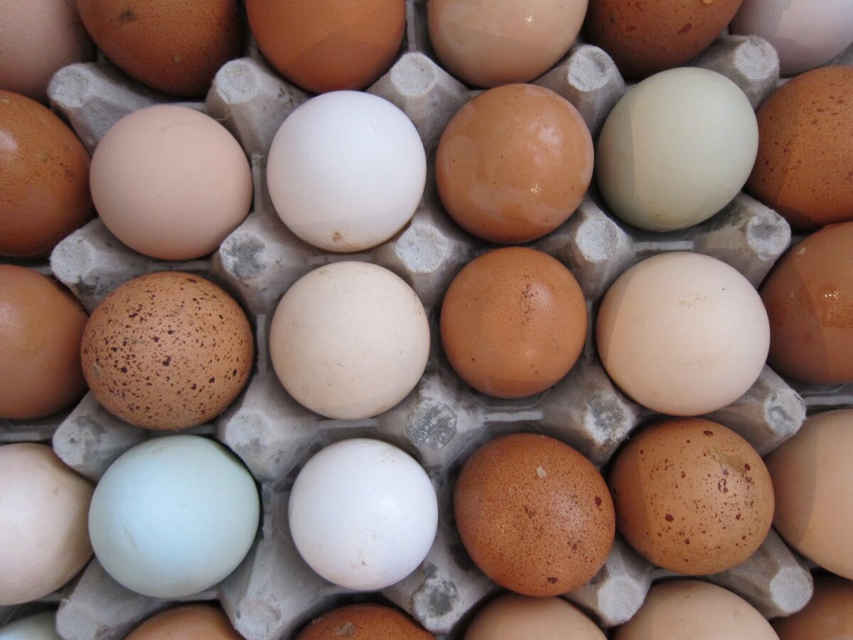 Яйца окрас. Цвет яичной скорлупы. Пятна на скорлупе куриных яиц. Цвет скорлупы куриных яиц. Коричневое яйцо.