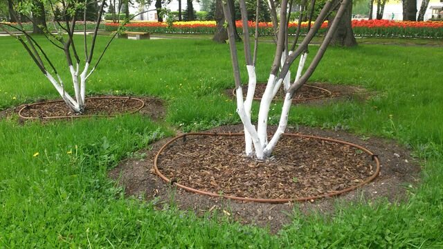 Капельный полив для деревьев и кустарников