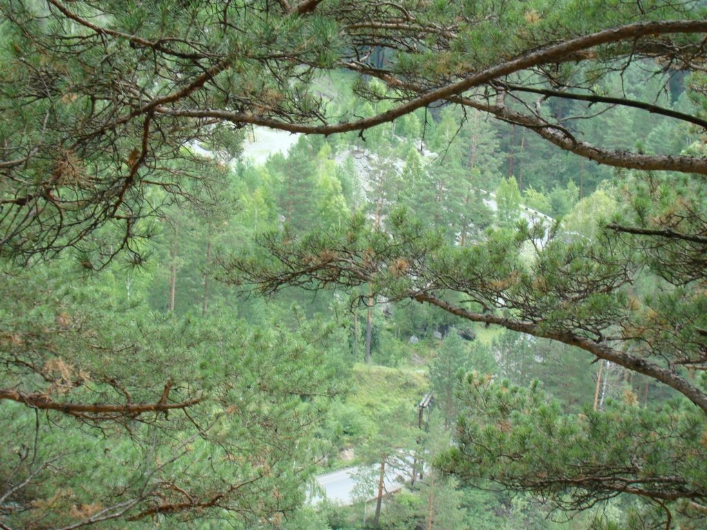  Окрестности с. Аскат. Опасная дорога в районе Аскатского бома. В XX в. в рамках подготовки к строительству Катунской ГЭС этот участок дороги планировалось спрямить. Даже были проведены взрывные работы. Но дело до конца так и не довели…
Фото Алексея Полтева 