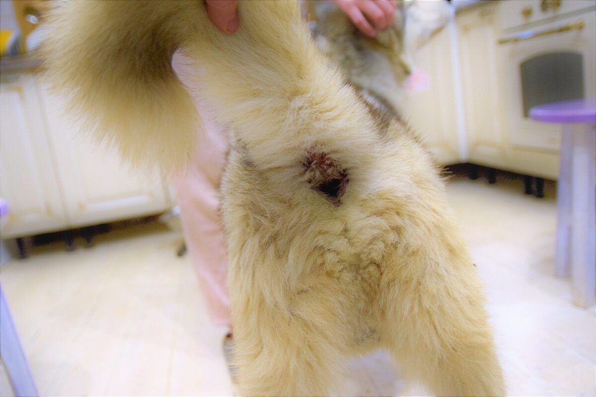 Воспаленные железы.