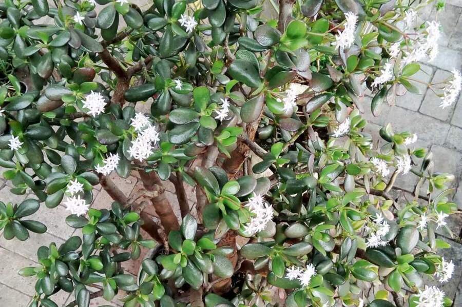 Фото: "Моя Мадонна"
