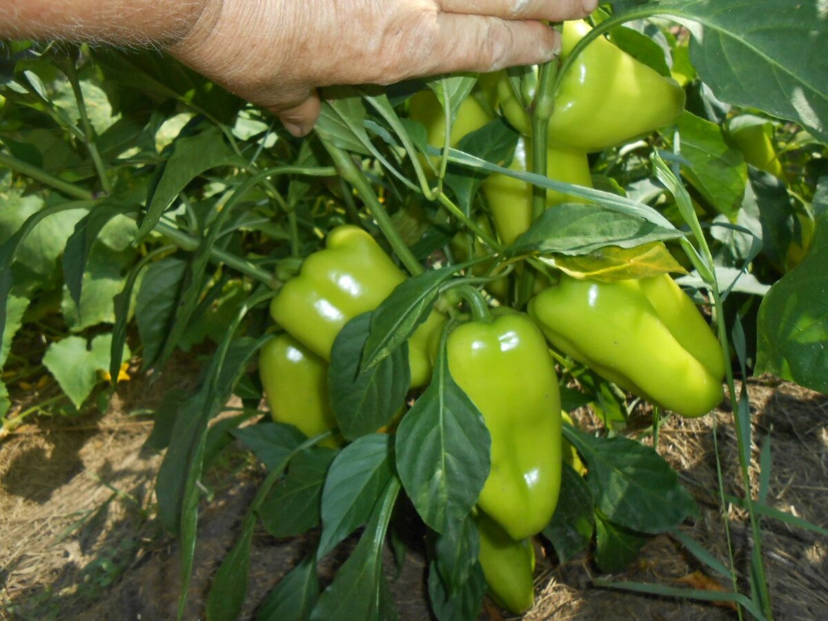 Свое фото. Сладкий болгарский перец радует урожаем.