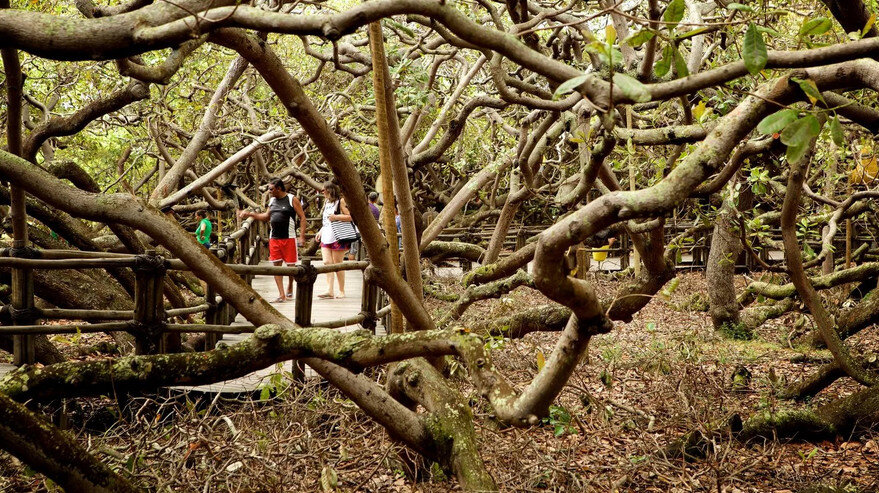 Дерево кешью Пиранжи